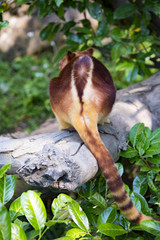 セスジキノボリカンガルー