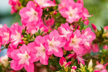 azalea(SATSUKI BONSAI)