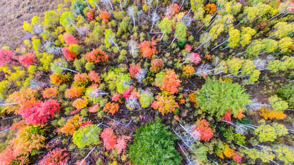 Fall Colors in Logan Canyon