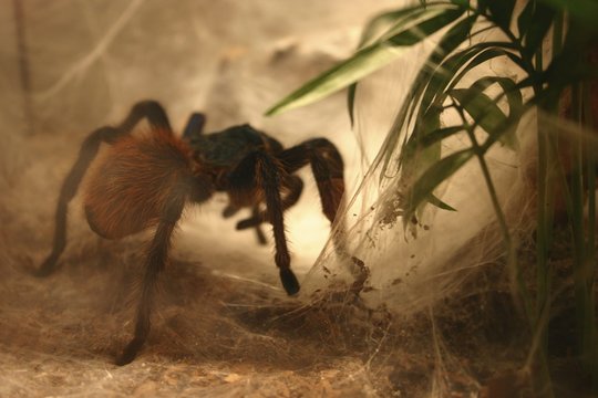 Spinne