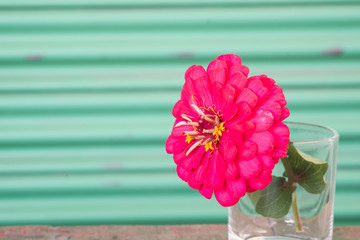 Zinnia pink flower in glass