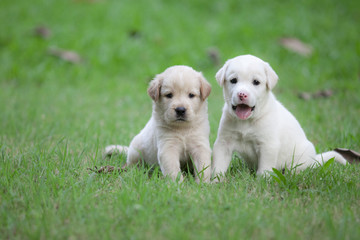 2 puppy sitting on grass