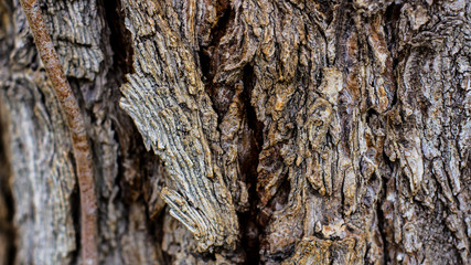 Obraz premium Tree Bark