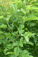 Fototapeta na wymiar Mulberry leaves