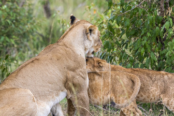 Lioness cuddling with a young cubs