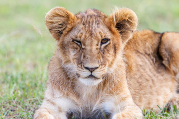 Lion Cub bothered by the flies crawling on its nose