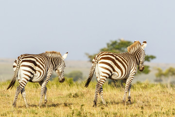 Fototapeta na wymiar zebras walking in the African savannah landscape