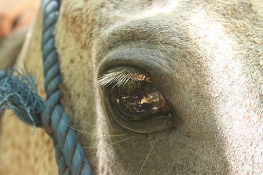 oja de caballo
