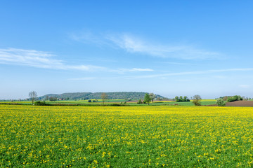 Fototapeta na wymiar Flowering field with a hill on the horizon