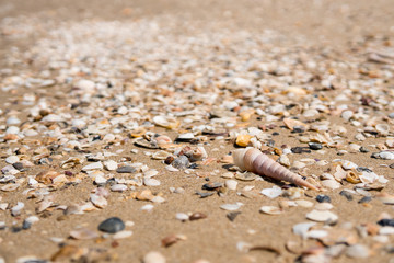 Sea shell on beach in the sunrise