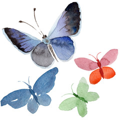Watercolor butterfly tender insect, intresting moth, isolated wing illustration