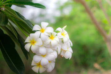 White Plumeria or frangipani in the garden. Plumeria flowers in nature