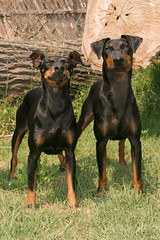 Portrait of a Manchester Terrier dog