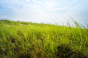 grass field on blue sky background