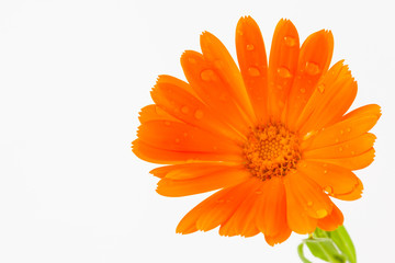 Orange pot marigold flower isolated in white background