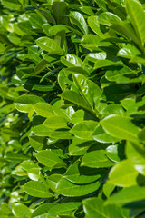 leaves of a cherry laurel - Laurocerasus officinalis - vertical