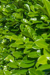 Fototapeta premium leaves of a cherry laurel - Laurocerasus officinalis - vertical