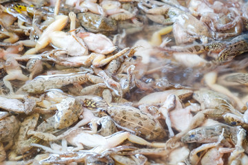 many dead small frog