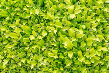 green leaves texture for background