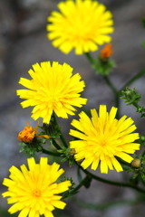Four yellow forest hawk weed flowers close up.