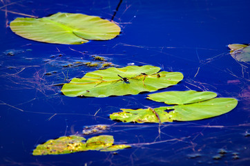 Green Lily pads with a small blsck dragon fly