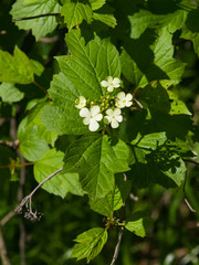 Blooming Guelder rose, Viburnum opulus, flowers and buds close-up, selective focus, shallow DOF