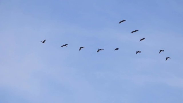 Follow leaders: Flock of  geese flying in an imperfect V formation. Slow motion.  Birds Geese flying in formation, Blue sky background. Migrating Greater birds flying in Formation