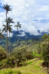 Portrait view of Wax palms in cloudy valley in the mountains outside of Salento, Colombia.
