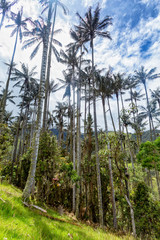 Portrait view of blue sky over Wax palms in pasture land in the mountains outside of Salento, Colombia.