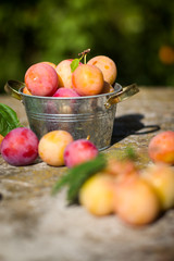 Fresh plums