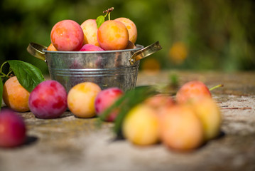 Fresh plums