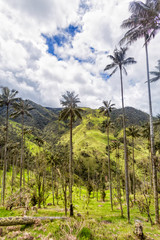 Fototapeta na wymiar Portrait view of a wax palm forest in cow pastures in rural Colombia.