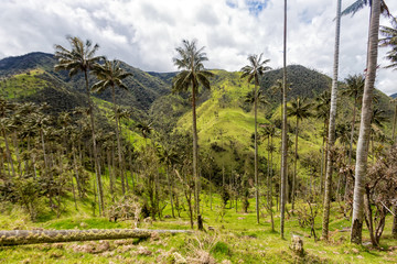 A wax palm forest with dramatic clouds in the distance outside of Salento, Colombia.