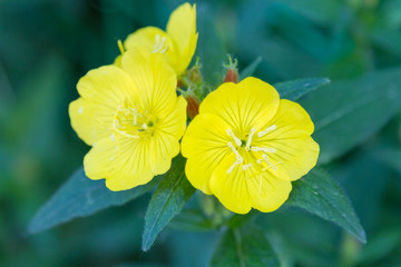 Beautiful yellow flower