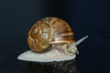 Weinbergschnecke