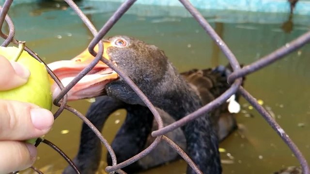 black swan eating apple