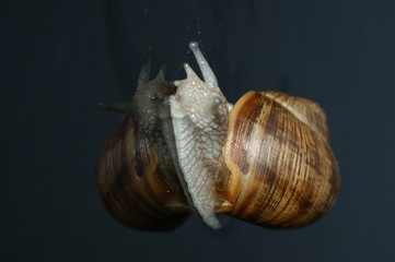 Weinbergschnecke