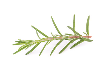 rosemary isolated on white background