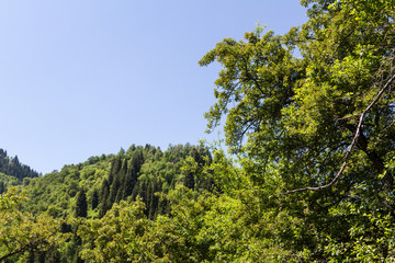 Mountains in the greenery