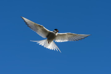 Arctic Tern Flying with Blue Sky