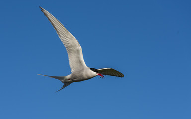 Fototapeta na wymiar Arctic Tern Flying with Fish