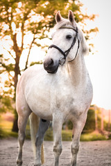 White horse standing in the sunset