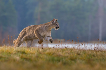 Cougar (Puma concolor) 