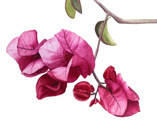 Watercolor flowers Pink Bougainvillea. Hand drawn illustration. - obrazy, fototapety, plakaty