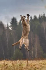 Fotobehang Cougar (Puma concolor)  © vaclav