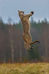 Fotobehang Cougar (Puma concolor)  © vaclav