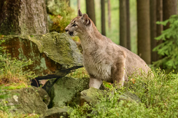 Naklejka premium Cougar (Puma concolor) 