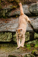 Naklejka na ściany i meble Cougar (Puma concolor) 