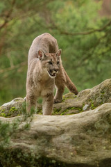 Cougar (Puma concolor) 