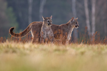 Cougar (Puma concolor) 